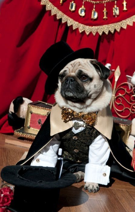 pug in costume