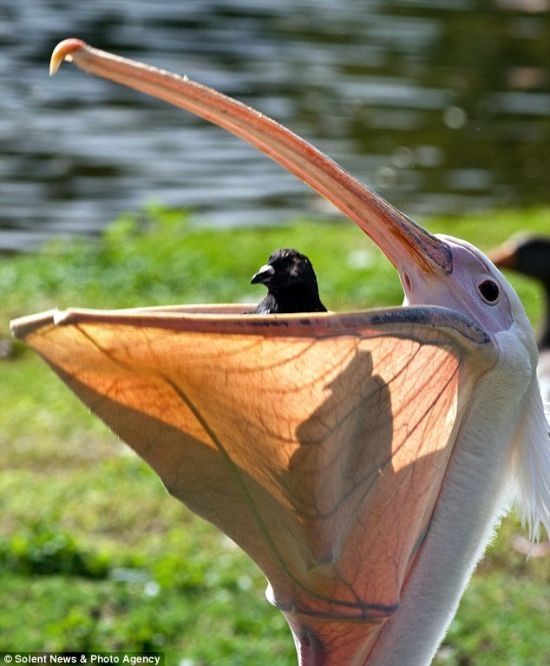 pelican swallows a pigeon