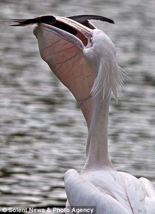 pelican swallows a pigeon