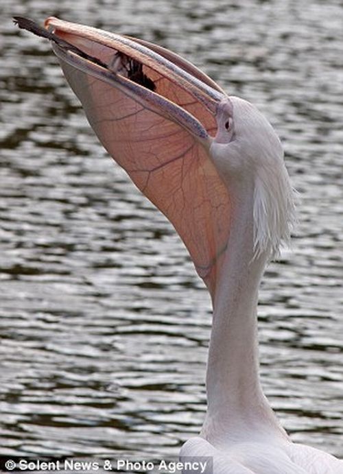 pelican swallows a pigeon