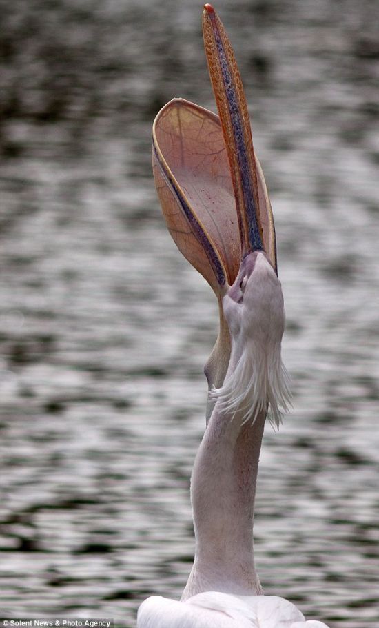 pelican swallows a pigeon