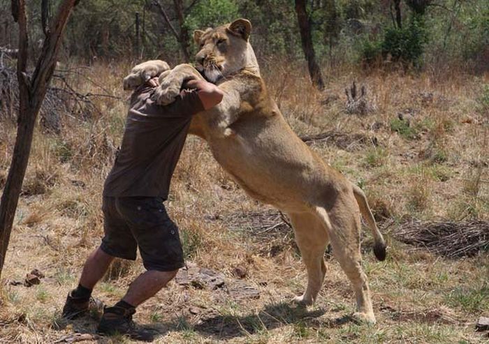 The Lion Whisperer - Kevin Richardson