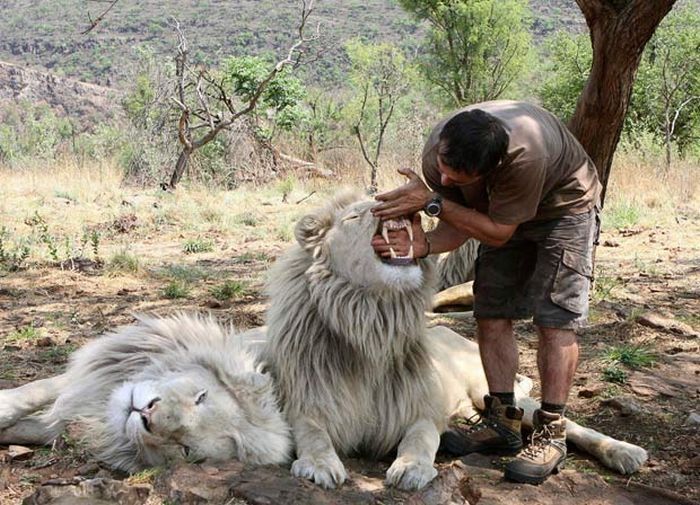 The Lion Whisperer - Kevin Richardson