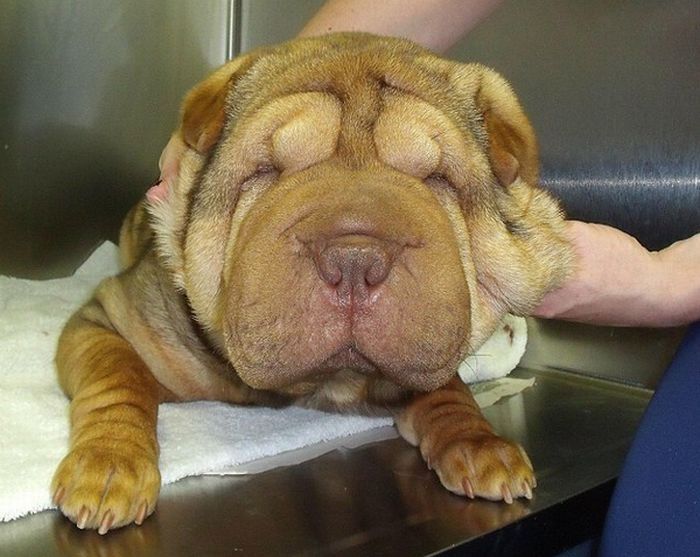 Shar Pei after facelift