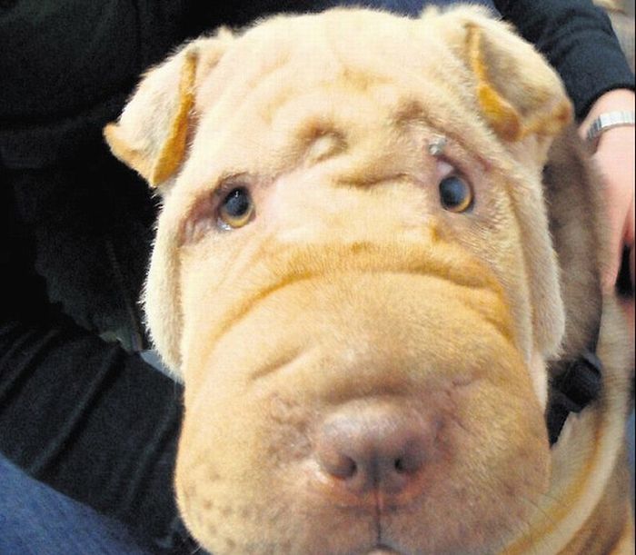 Shar Pei after facelift