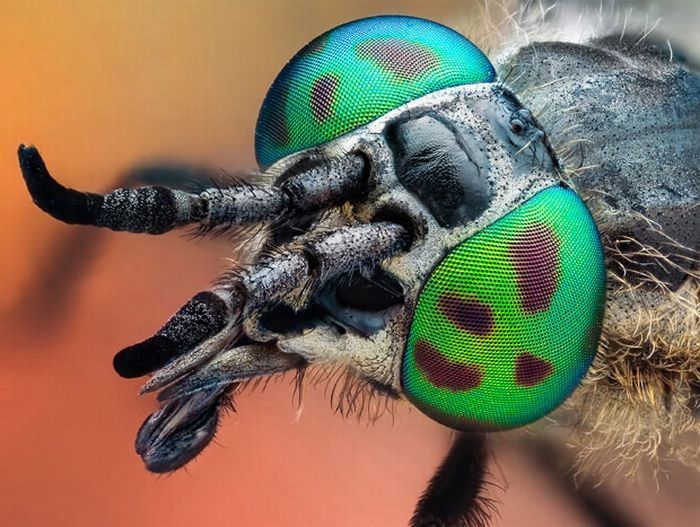 insect macro photography