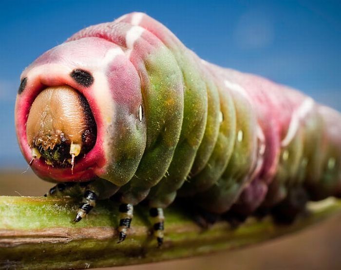 insect macro photography