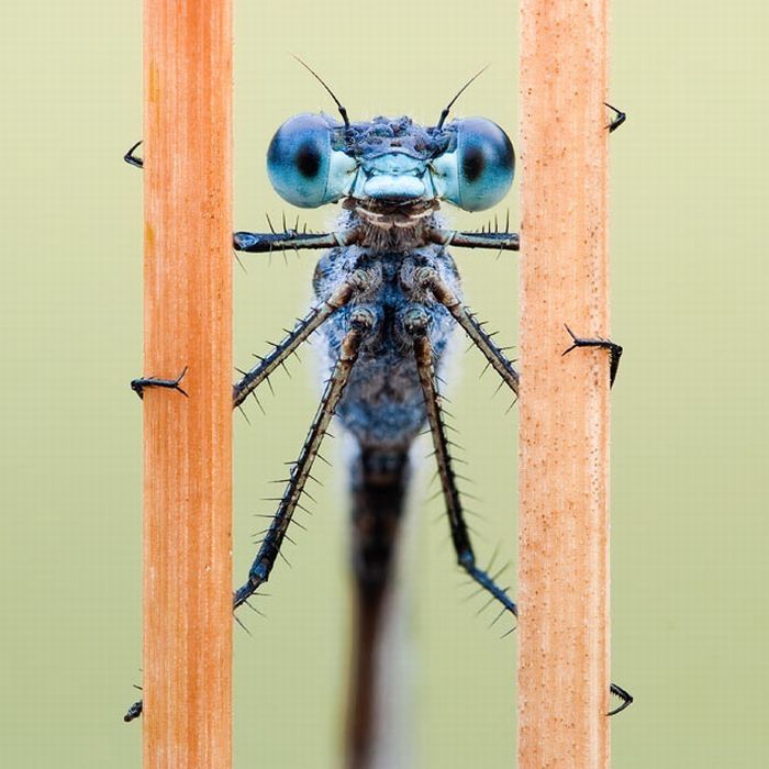 insect macro photography