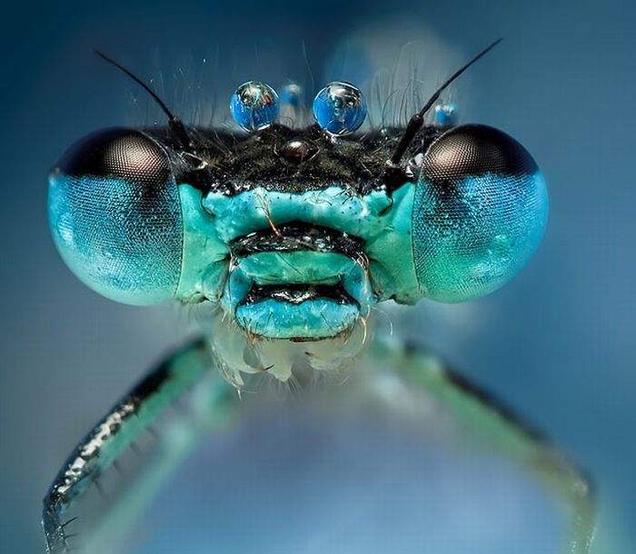 insect macro photography