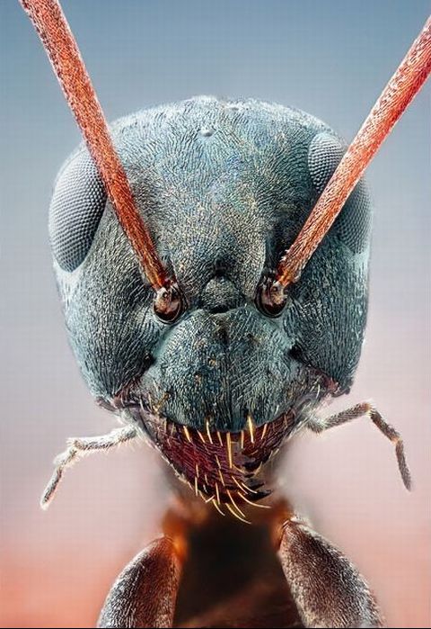 insect macro photography