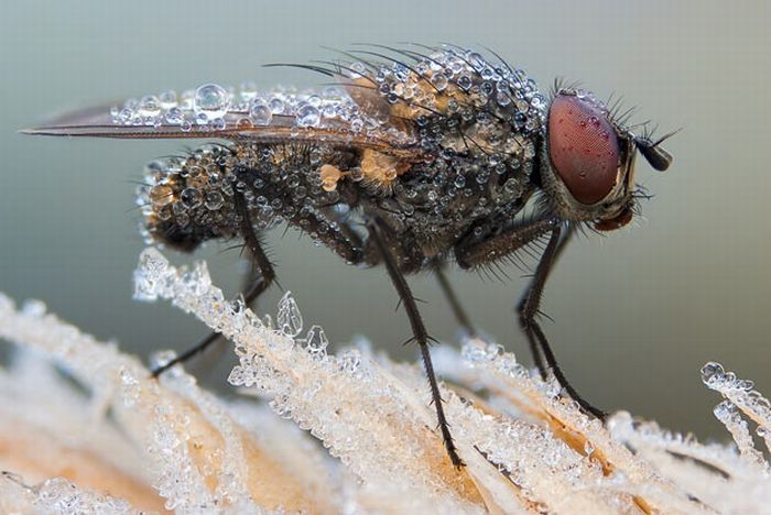 insect macro photography