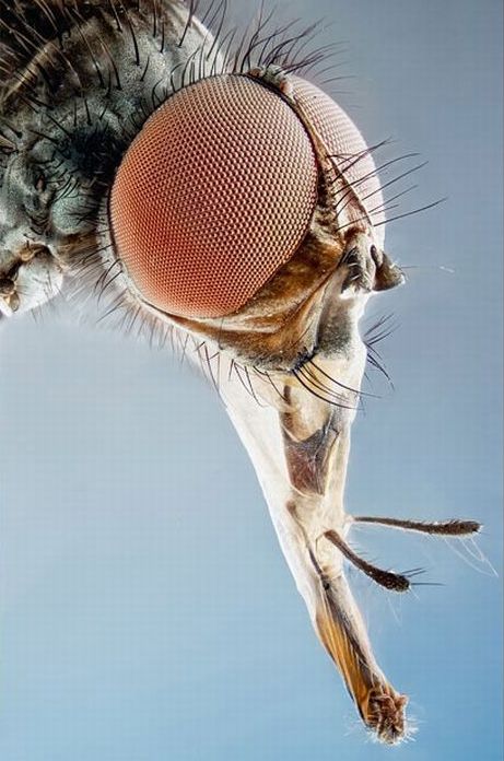 insect macro photography