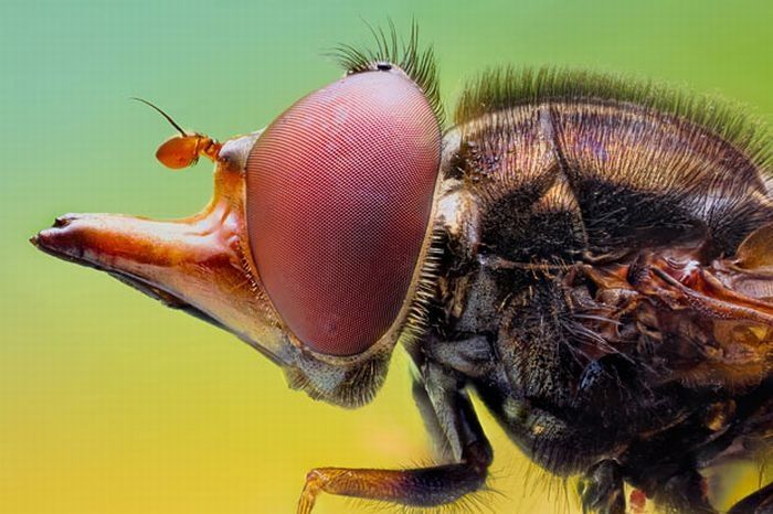 insect macro photography