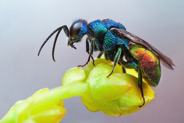 insect macro photography