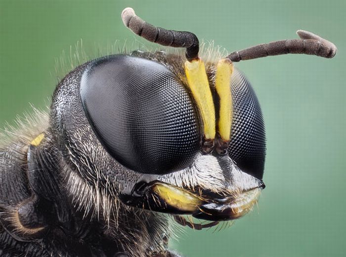 insect macro photography