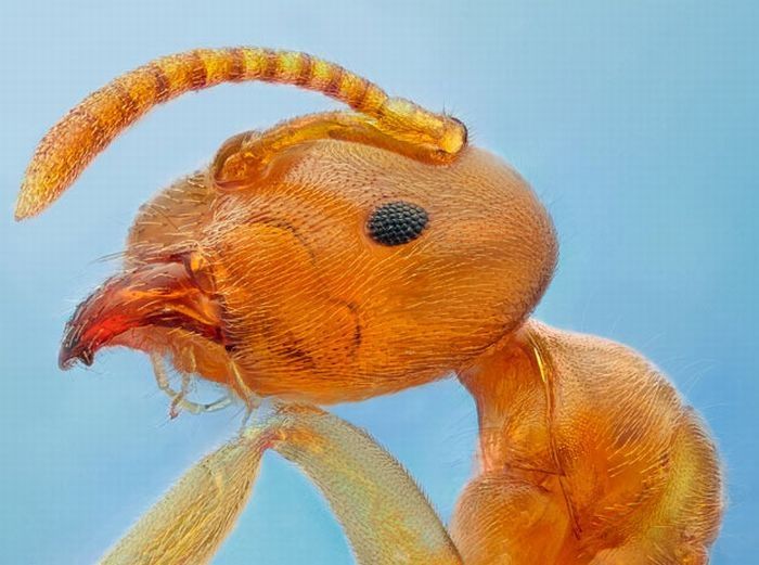 insect macro photography