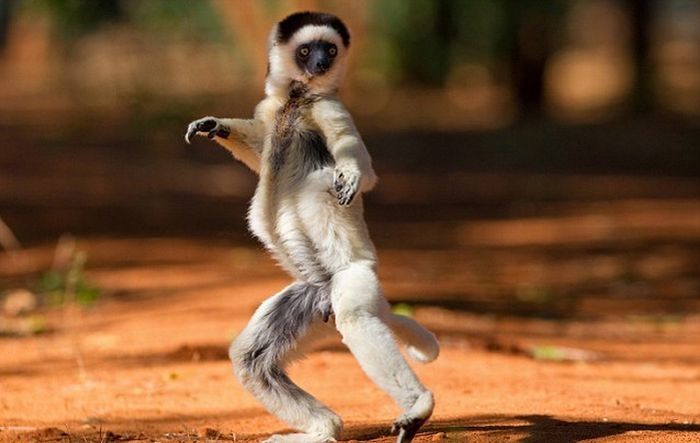 dancing lemurs