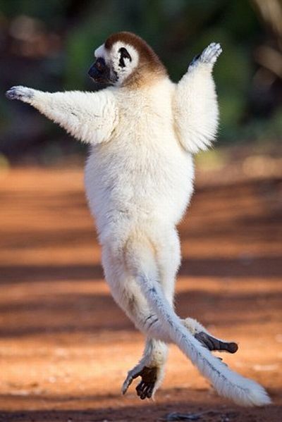 dancing lemurs