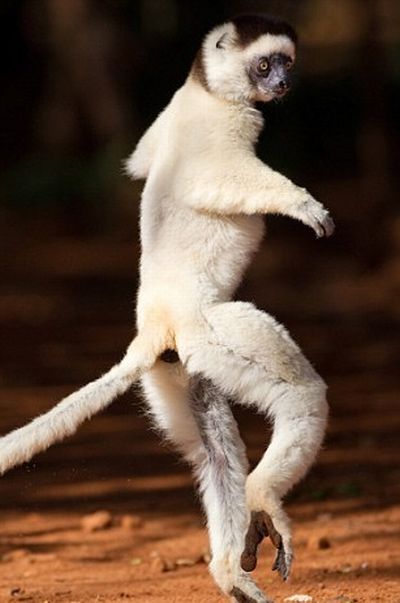 dancing lemurs