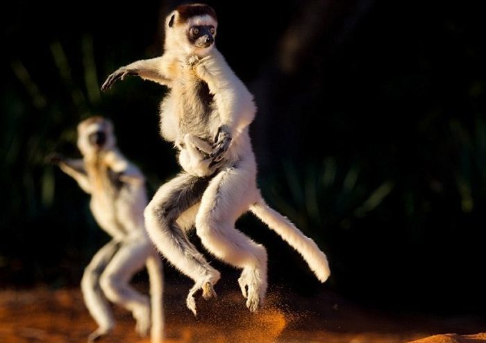 dancing lemurs