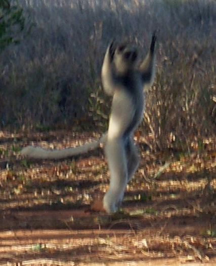 dancing lemurs