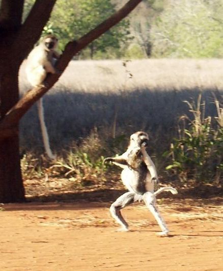 dancing lemurs