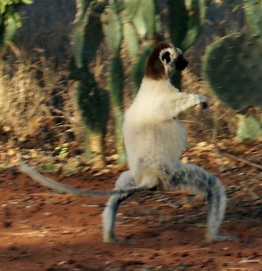 dancing lemurs