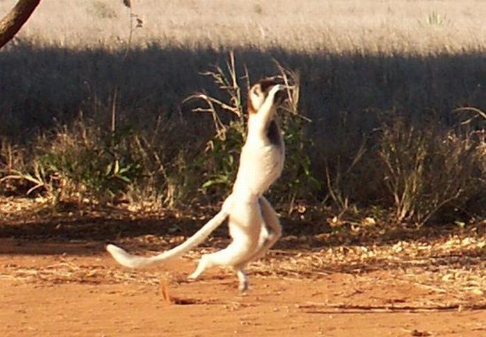 dancing lemurs