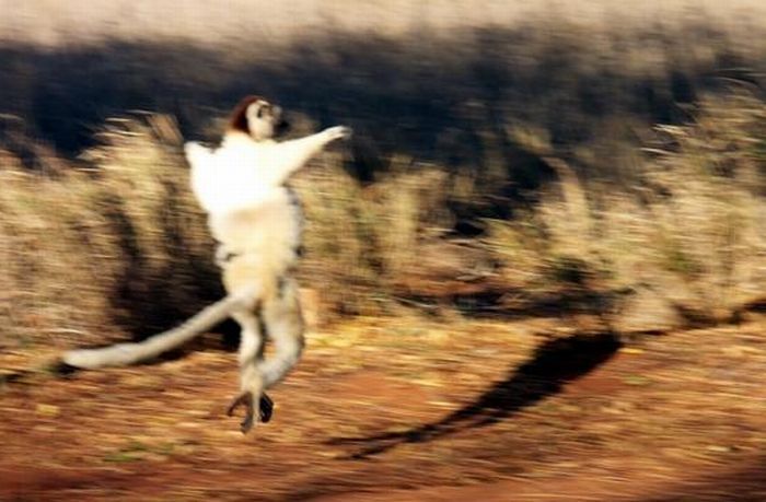 dancing lemurs