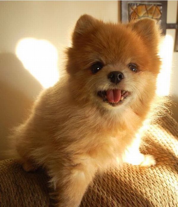 Teddy and TJ pomeranians