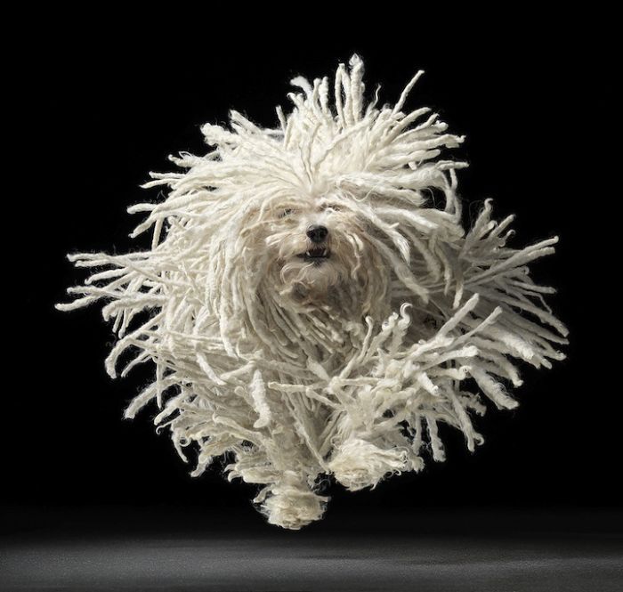 Portraits of dogs by Tim Flach
