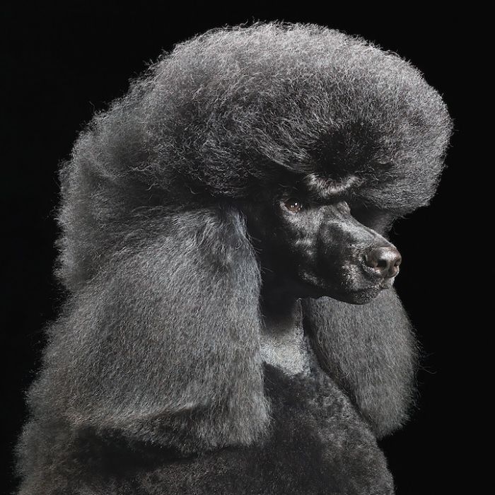 Portraits of dogs by Tim Flach