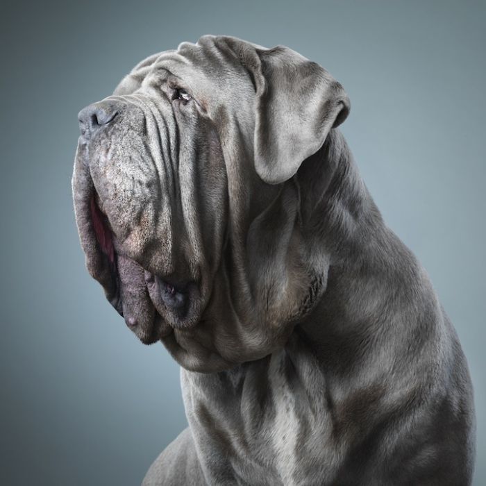 Portraits of dogs by Tim Flach