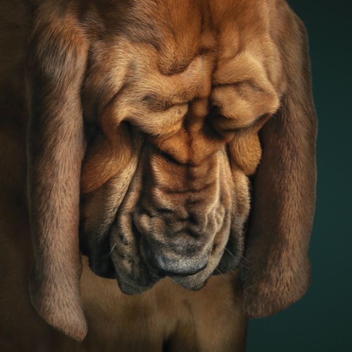 Portraits of dogs by Tim Flach