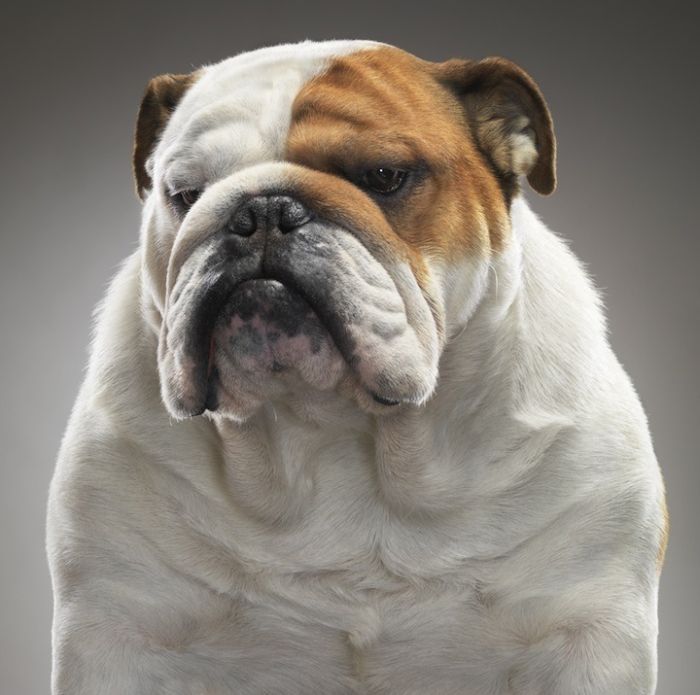 Portraits of dogs by Tim Flach