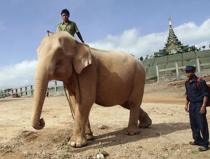 albino elephant