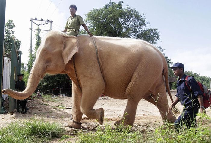 albino elephant