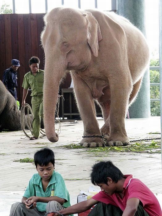 albino elephant