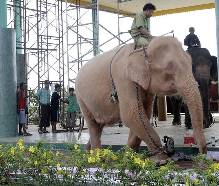 albino elephant