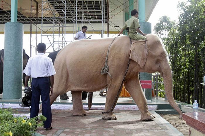 albino elephant