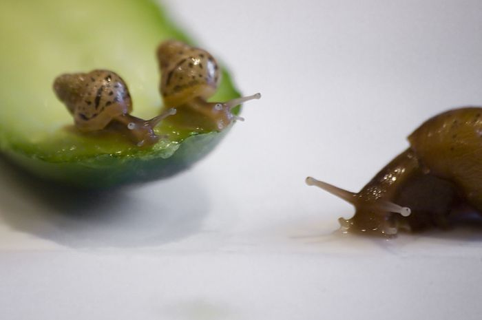 snails and a baby