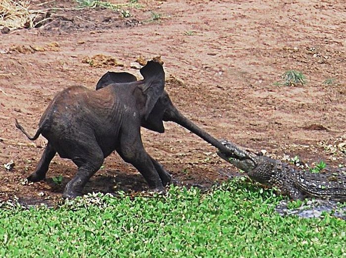 baby elephant and his trunk