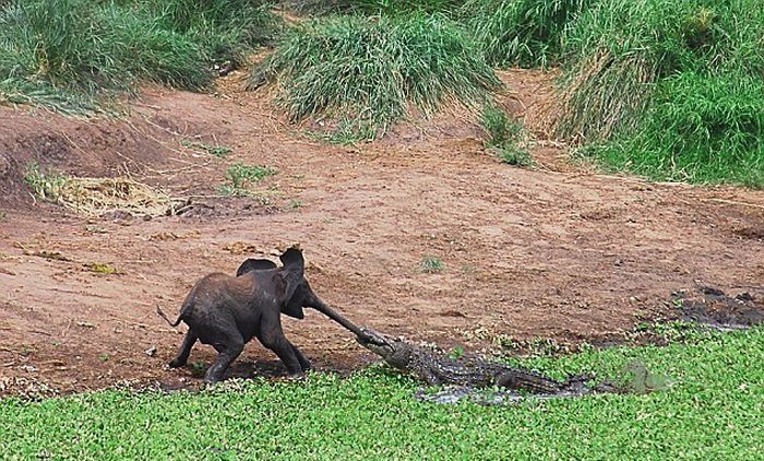 baby elephant and his trunk