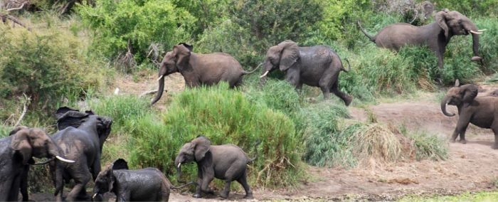 baby elephant and his trunk