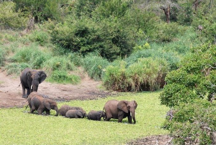 baby elephant and his trunk