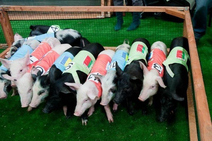 8th annual Pig Olympics