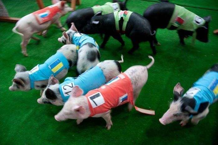 8th annual Pig Olympics