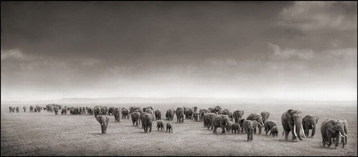 Black and white wildlife photography by Nick Brandt