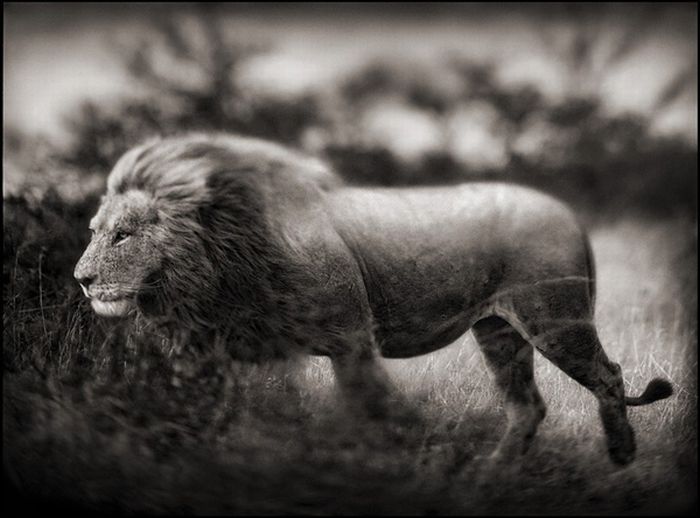 Black and white wildlife photography by Nick Brandt