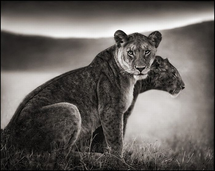 Black and white wildlife photography by Nick Brandt